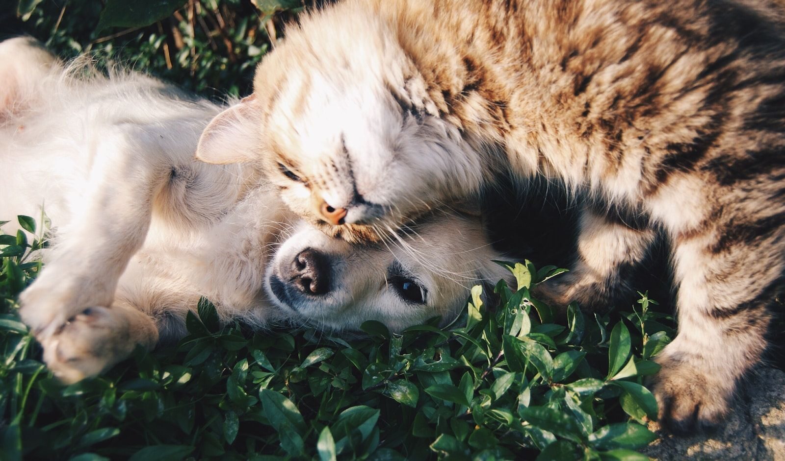 Chien blanc faisant un câlin à un chat roux