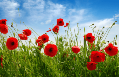 Des coquelicots devant un fond herbe et ciel bleu